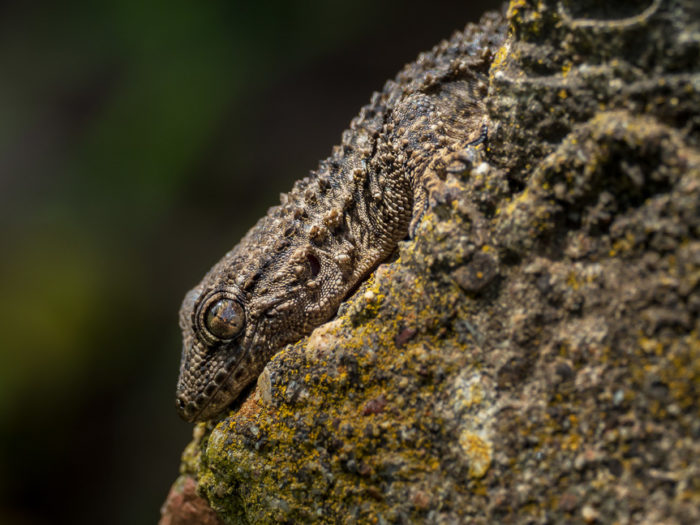 Gecko fotografiert mit Olympus MFT oder Nikon Vollformat?