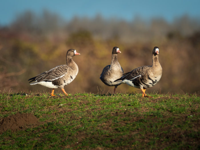 Blässgänse am Niederrhein
