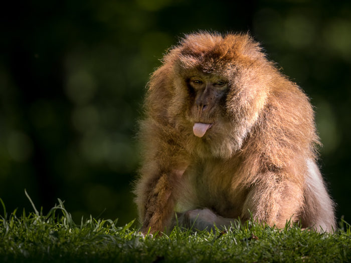 Berberaffe streckt seine Zunge heraus