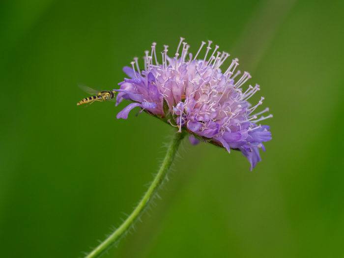 Wespe an Acker-Witwenblume