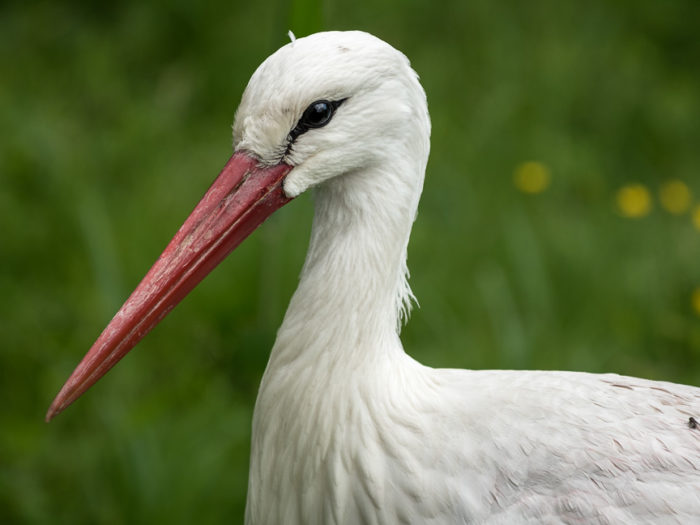 Weißstorchportrait