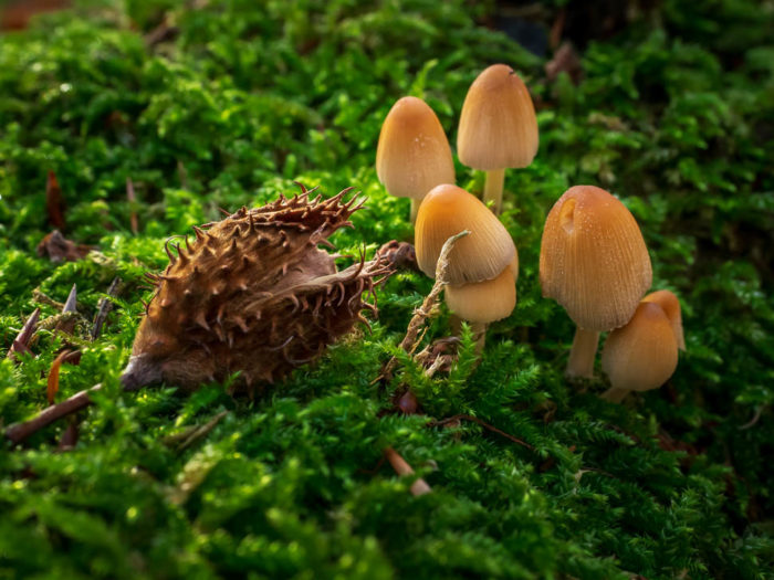 Pilze und Buchecker im Moos