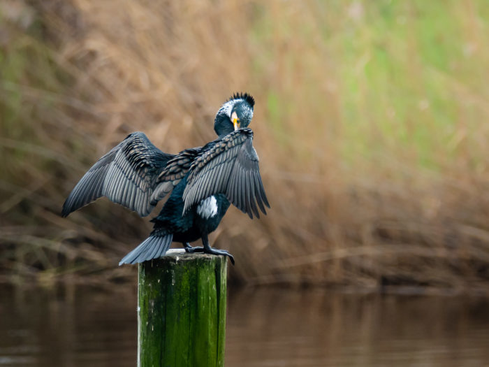 Kormoran trocknet seine Flügel